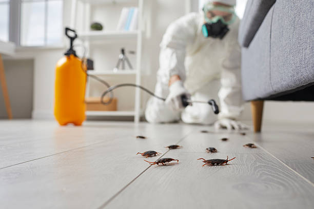 Post-Treatment Bed Bug Interceptor Monitoring in Forest City